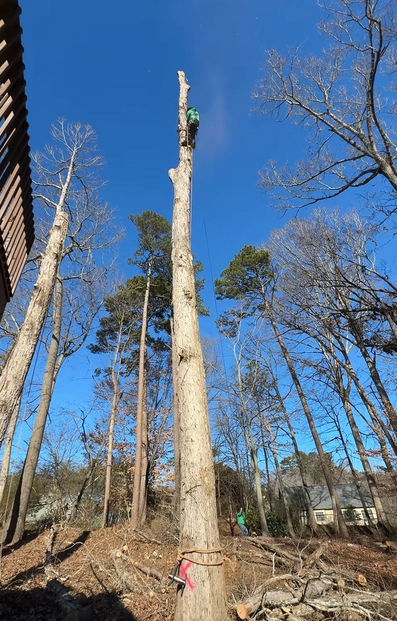 Certified arborist performing seasonal tree trimming services in Missouri, TX