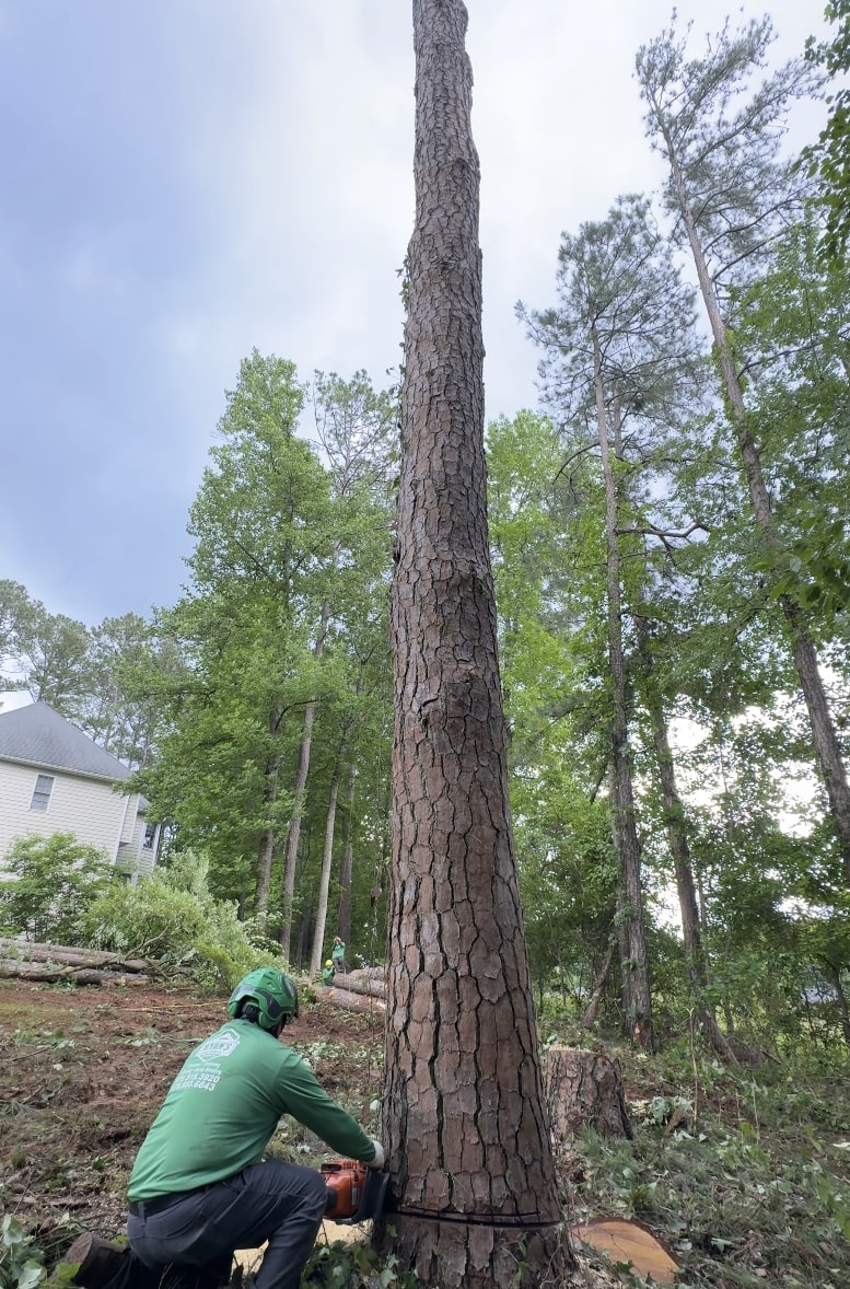 Professional tree removal of hazardous tree in Missouri, TX